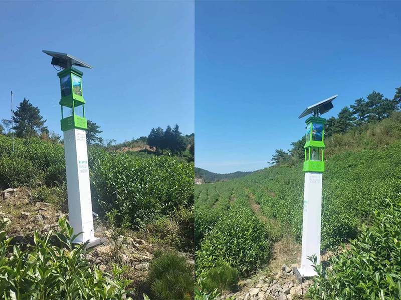 tayangneng1.jpg tayangneng1.jpg